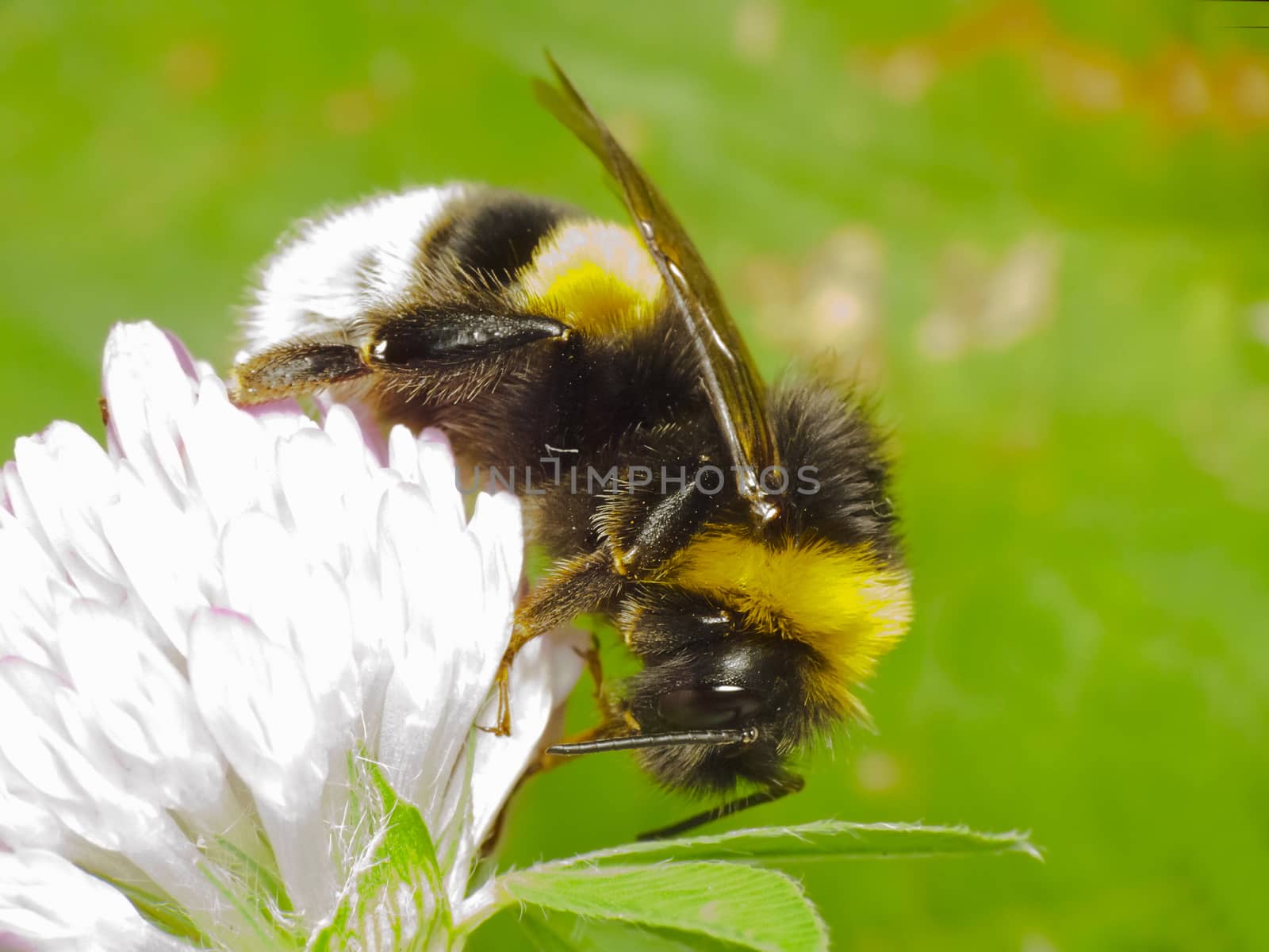 Bumblebee feeding on a flower