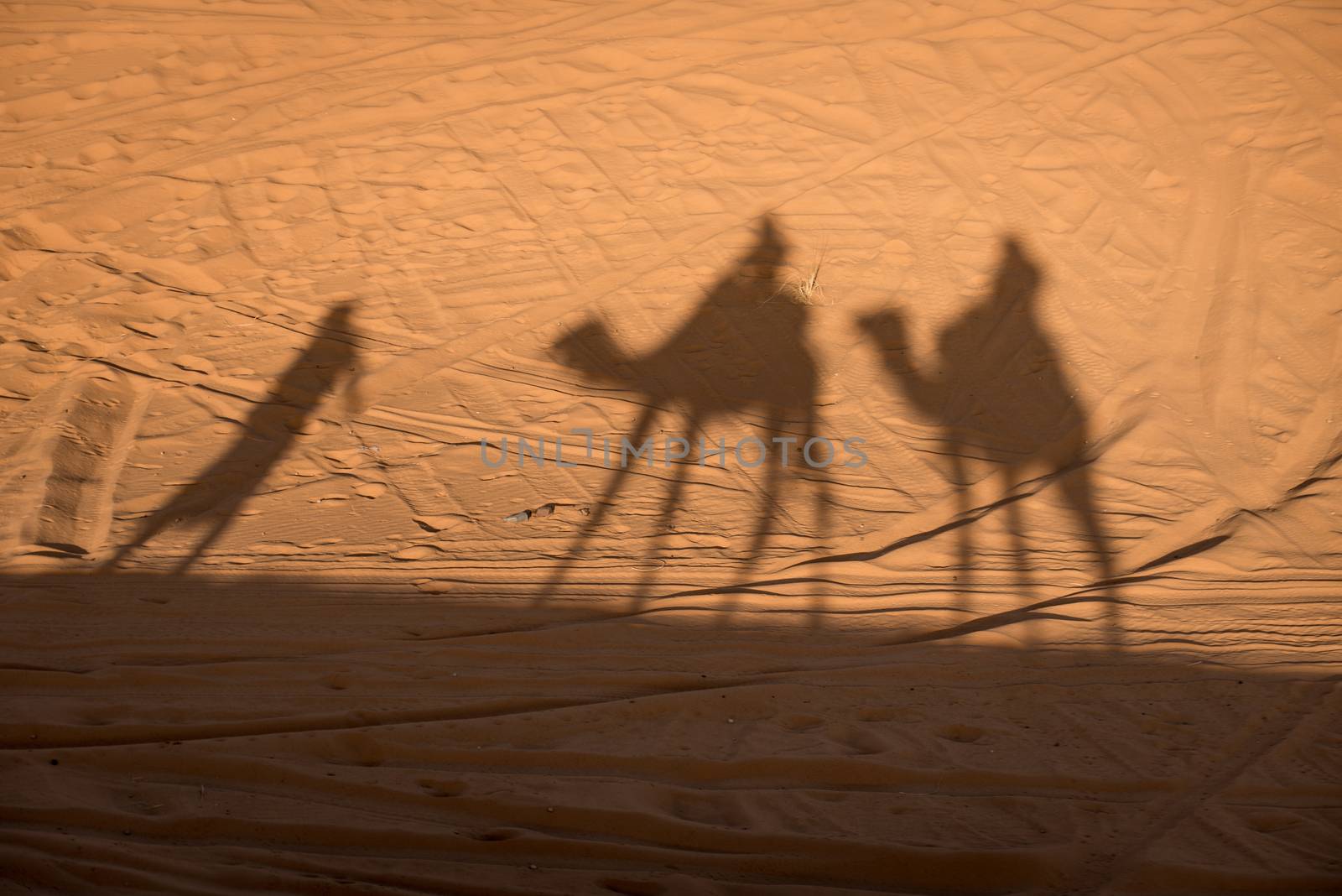 Camel shadows on Sahara Desert sand in Morocco. by johnnychaos