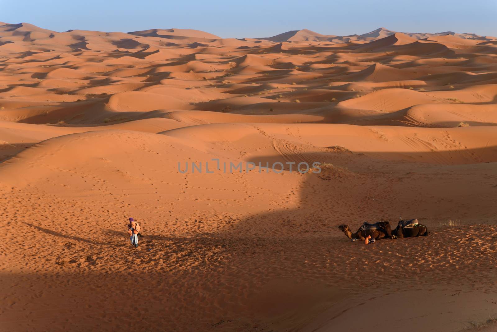 Camels at the dunes, Morocco, Sahara Desert by johnnychaos