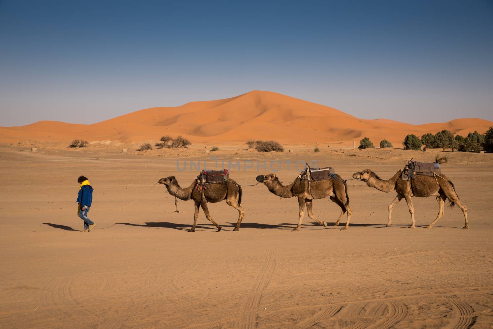 Berber man leading camel caravan, Hassilabied, Sahara Desert, Morocco