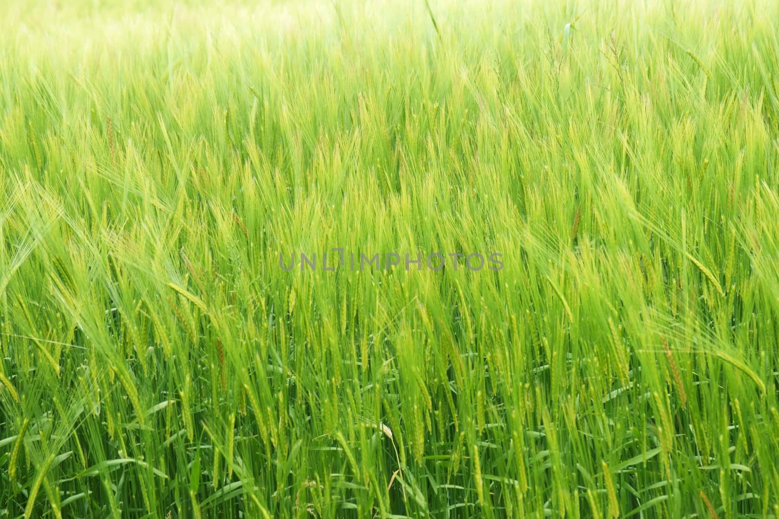 Wheat field. by george_stevenson