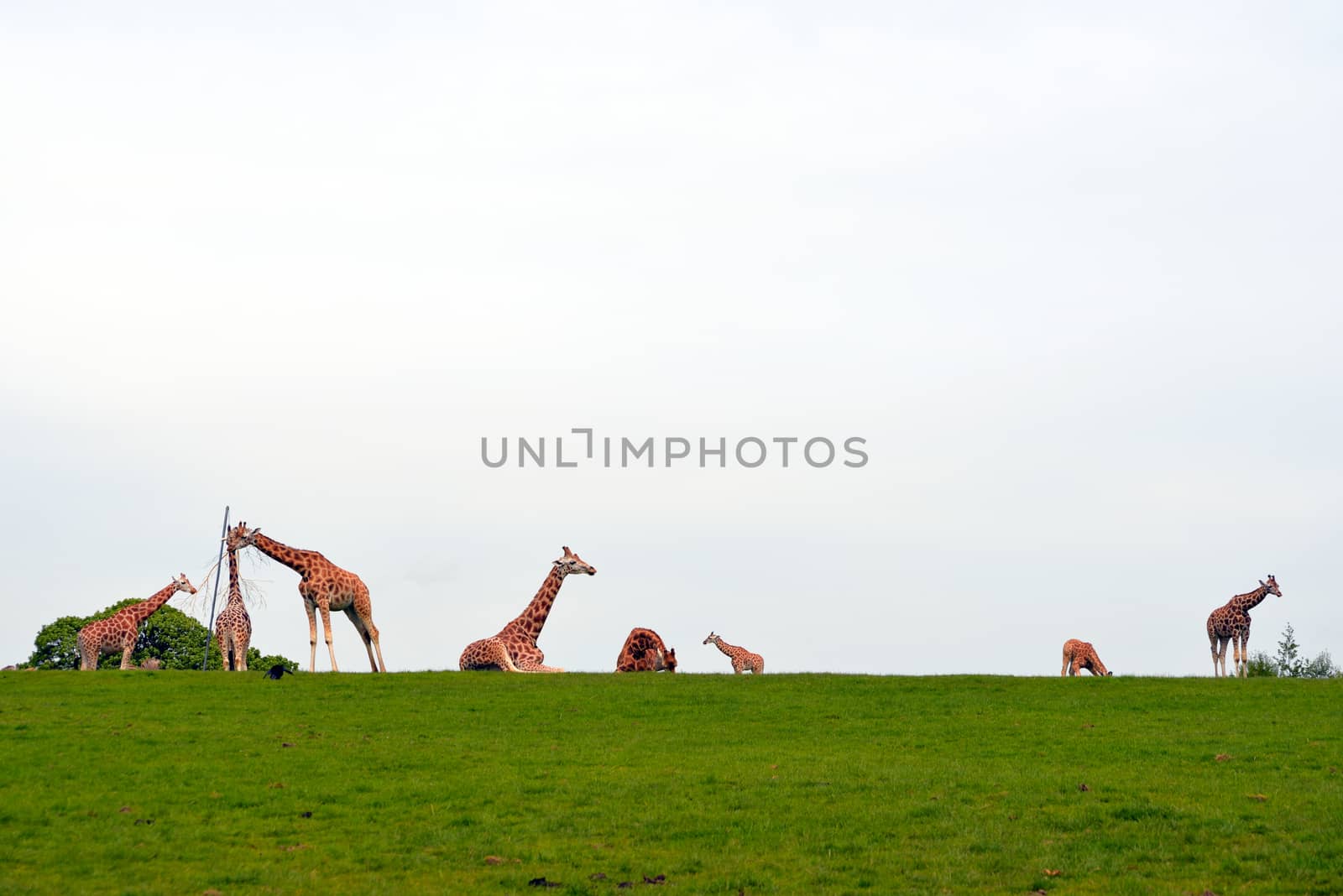 giraffes gathering in the grass on fota wildlife park in county cork ireland with copy space