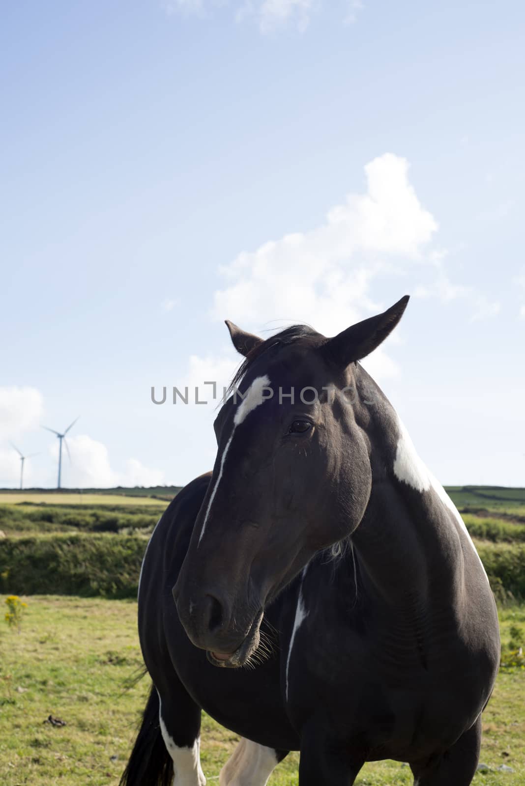 horse in a field with windmills by morrbyte