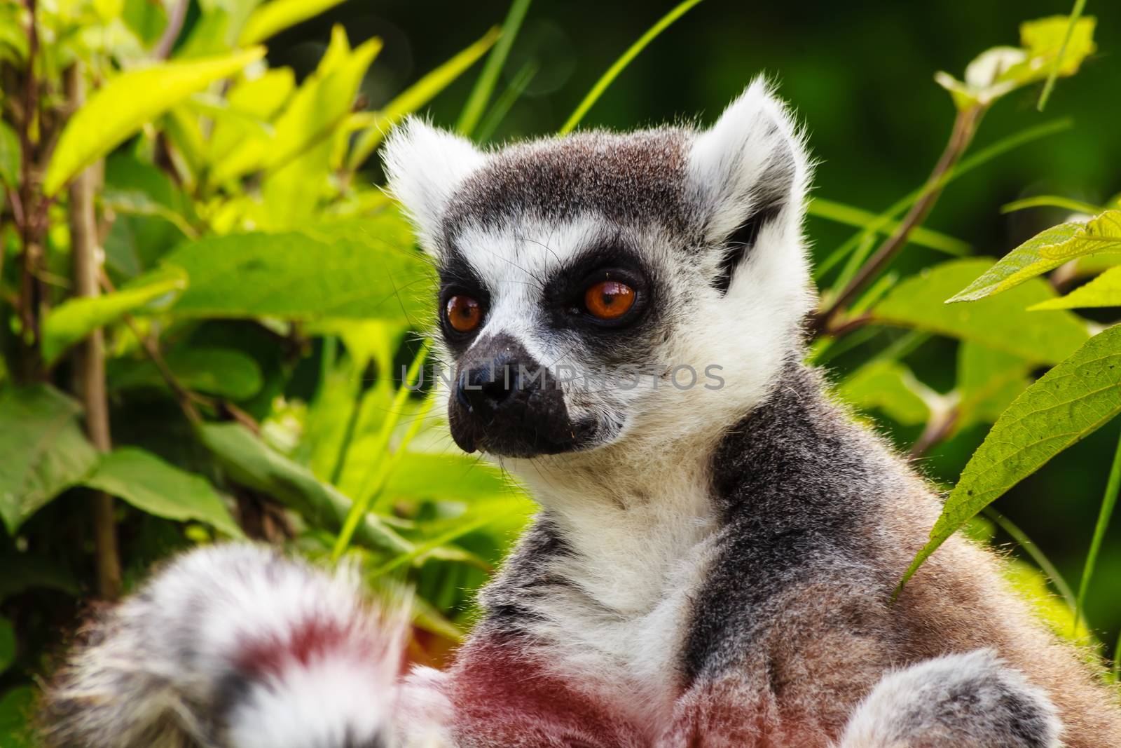 close-up  of a lemur of madagascar by moorea