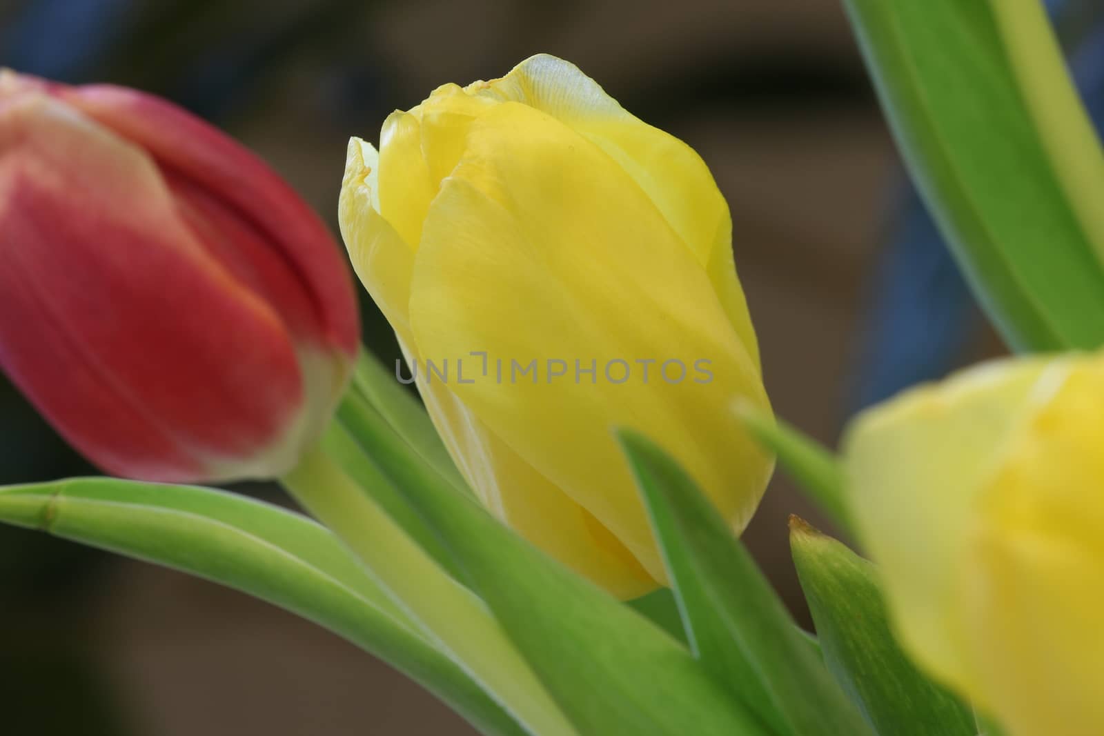 celebratory bouquet of tulips
macro shooting