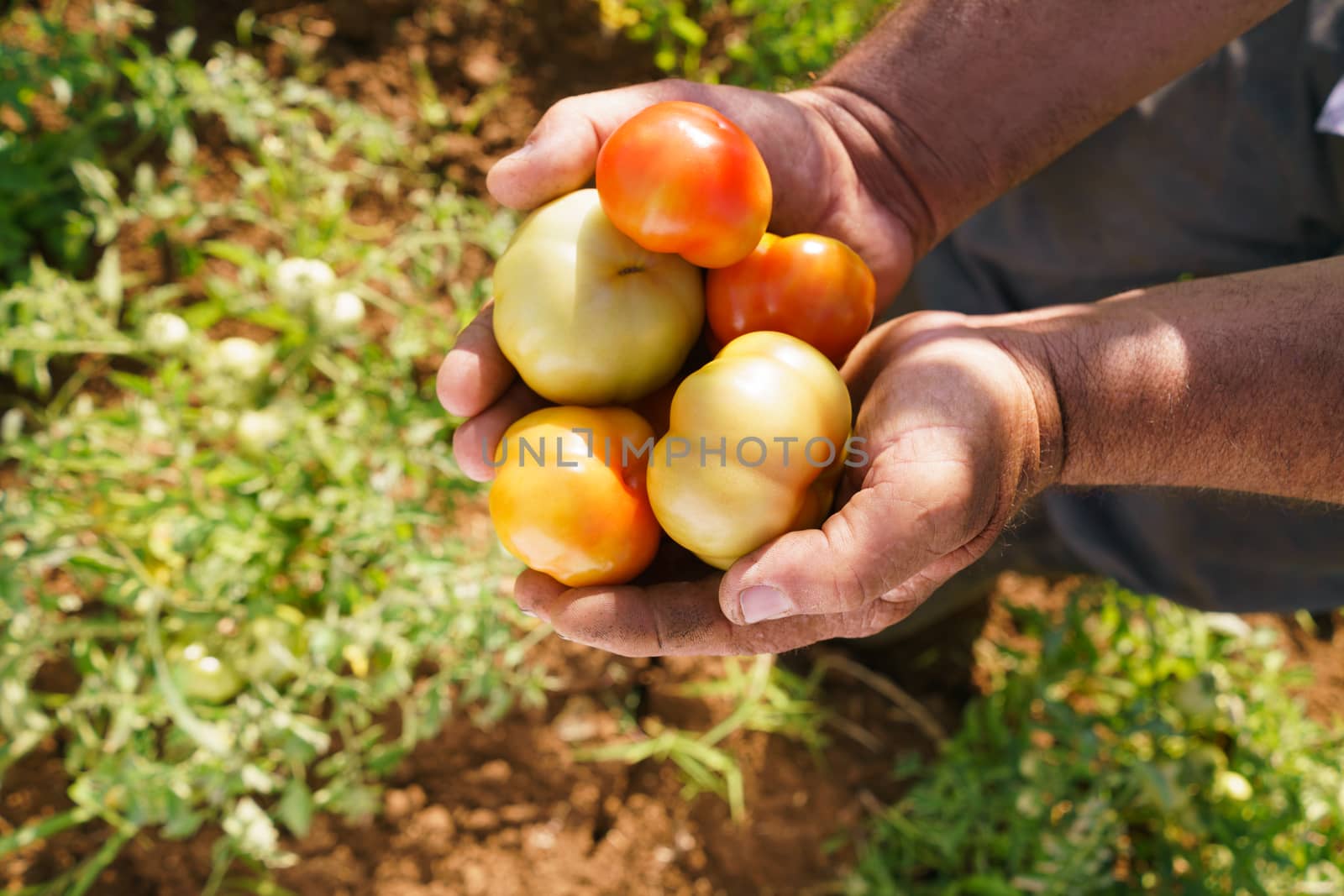 Man Farmer In Tomato Field Showing Vegetables To Camera by diego_cervo