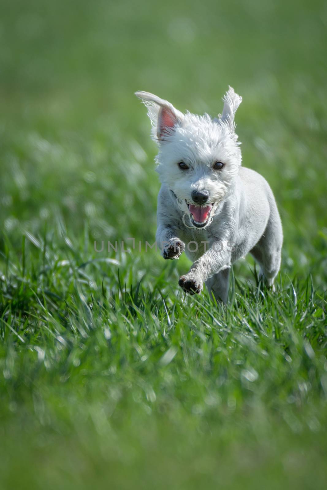Puppy running through green grass by rockinelle