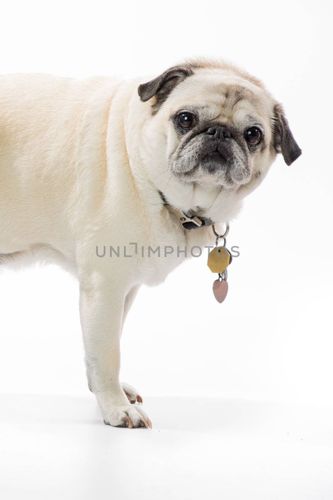 White Pug on a white seamless background. by rockinelle
