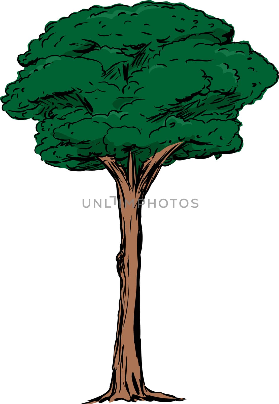 Illustration of single tall dark green tree over isolated white background