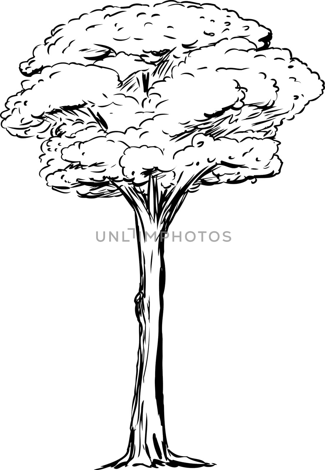 Outlined single tall tree over isolated white background