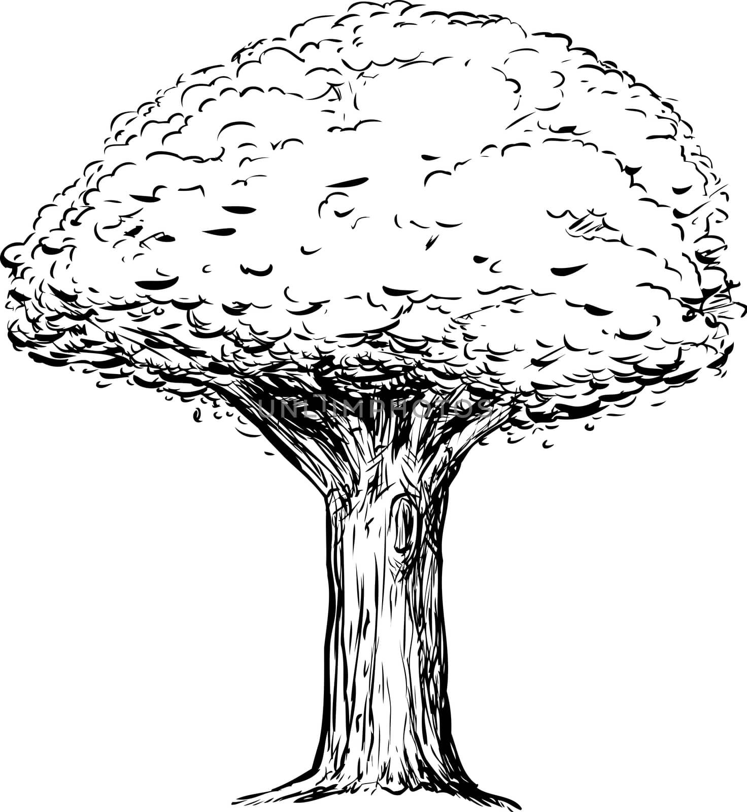 Outline sketch of tree with thick trunk over white background