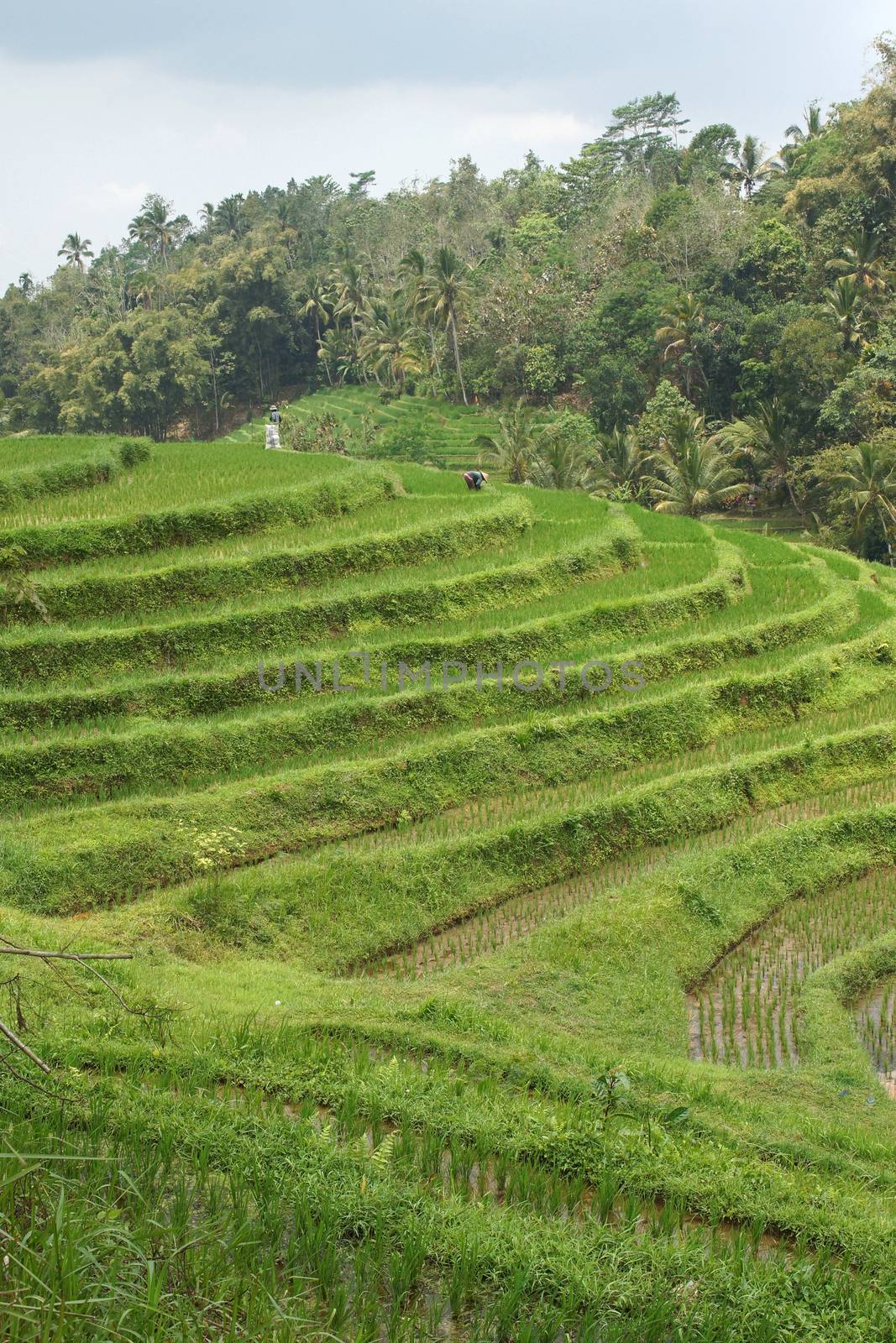 Rice field, Bali, Indonesia, Asia