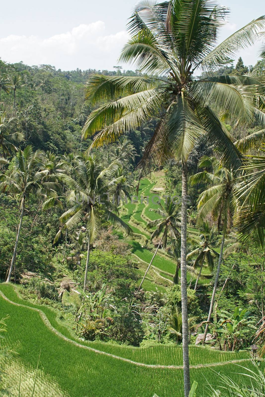 Rice field, Bali, Indonesia, Asia