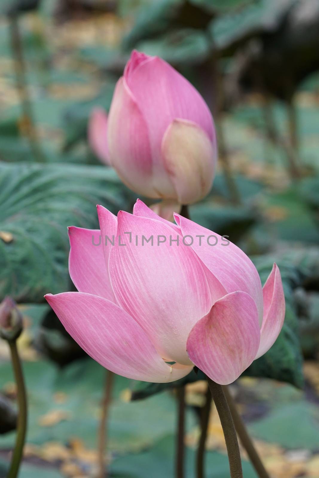 Lotus, flowers of Bali, Indonesia