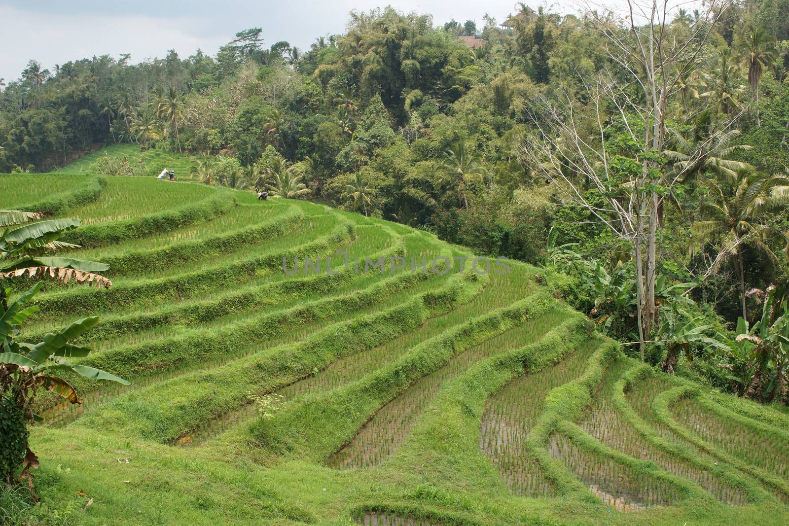 Rice field, Bali, Indonesia, Asia