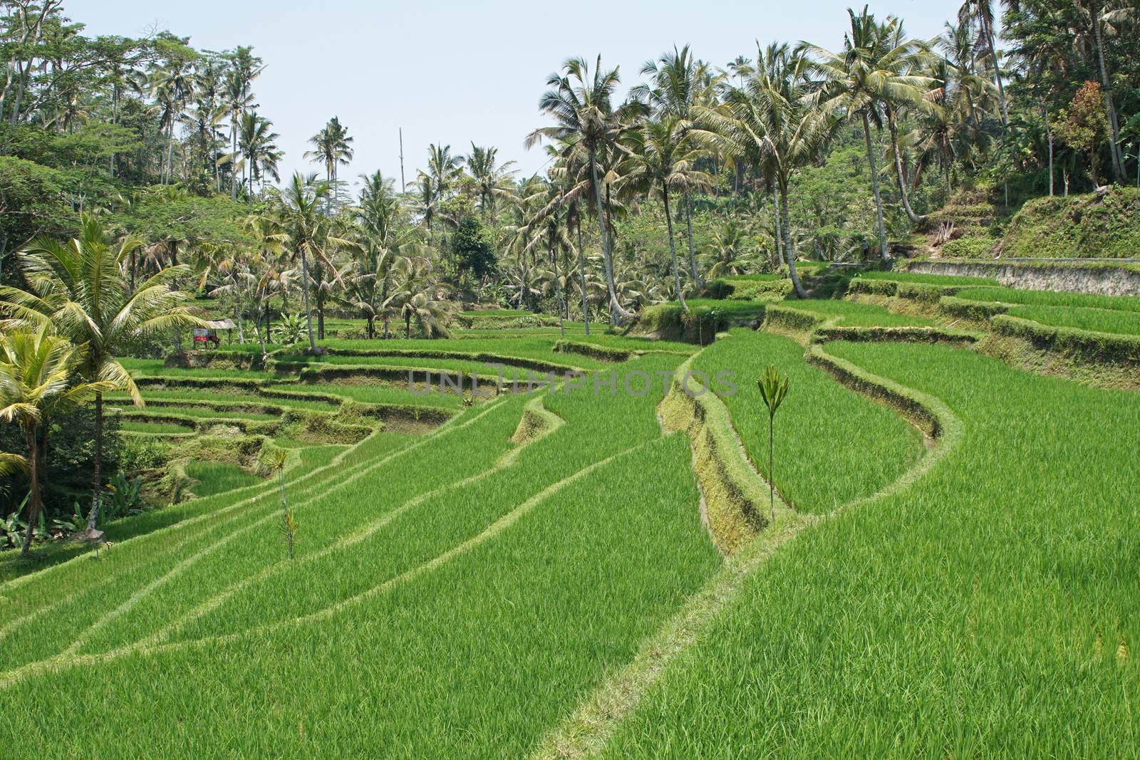 Rice field, Bali, Indonesia, Asia