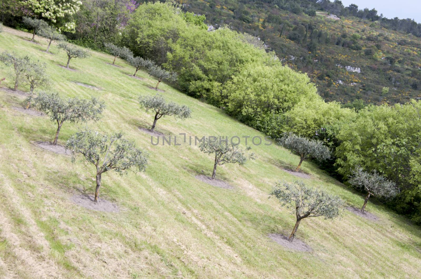 olive groves l at the beginning of the summer France Provence