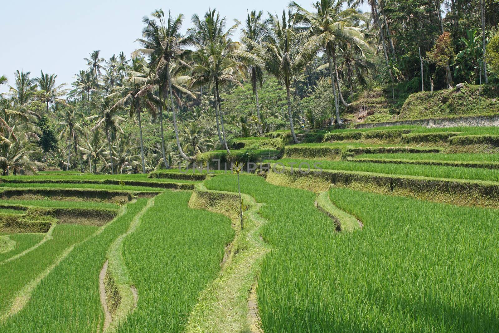 Rice field, Bali, Indonesia, Asia