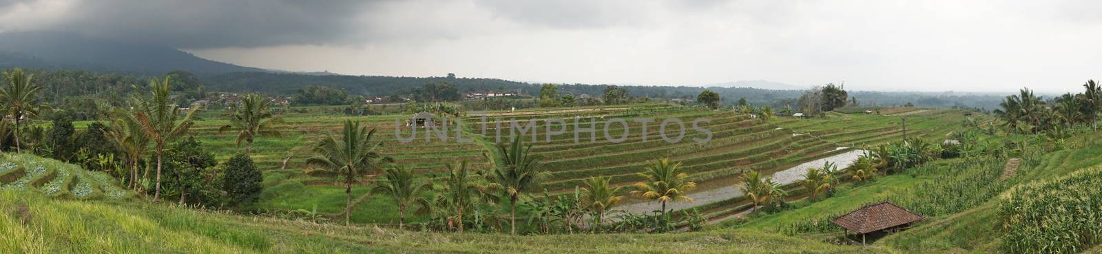 Rice field, Bali, Indonesia by alfotokunst