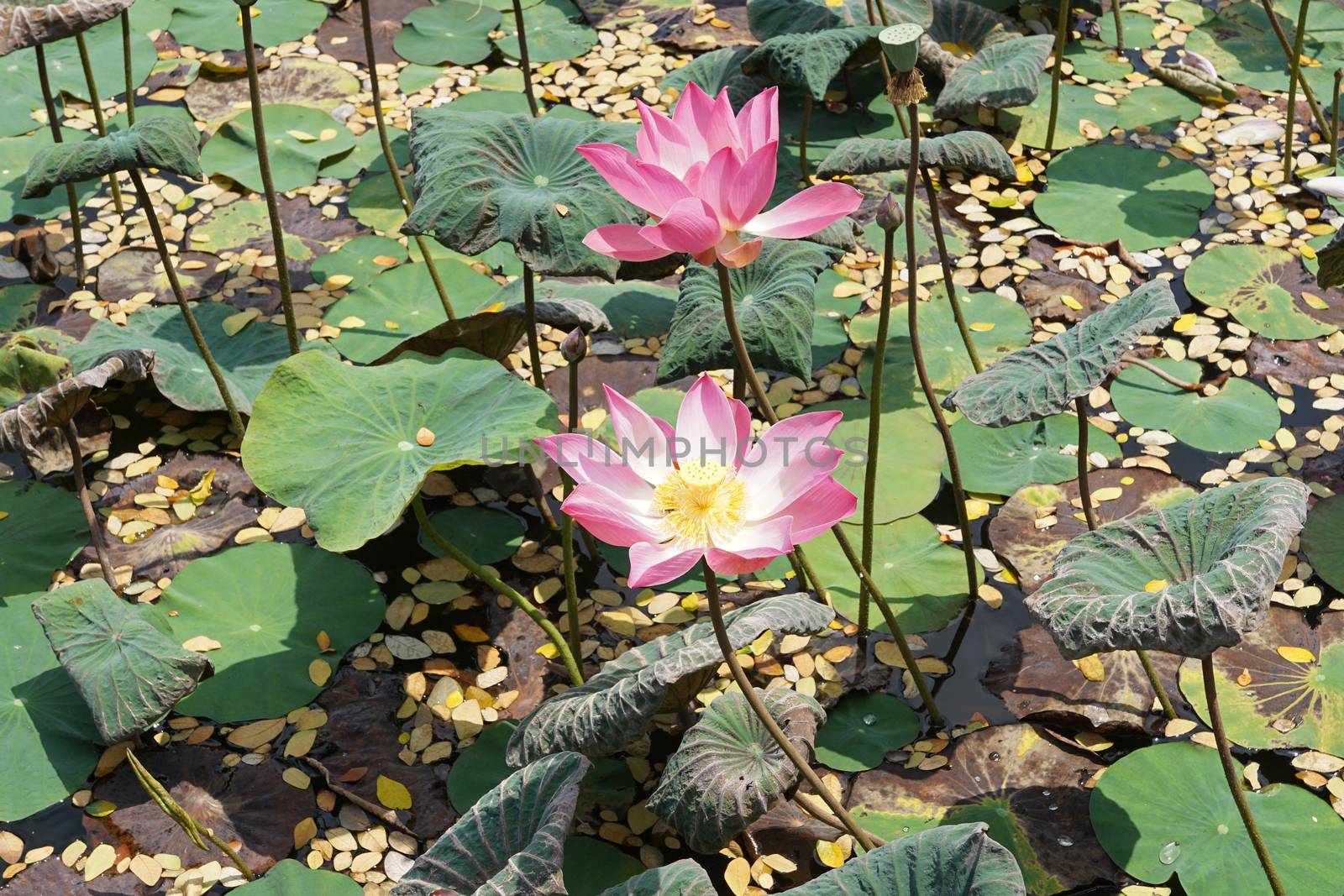 Lotus, flowers of Bali, Indonesia
