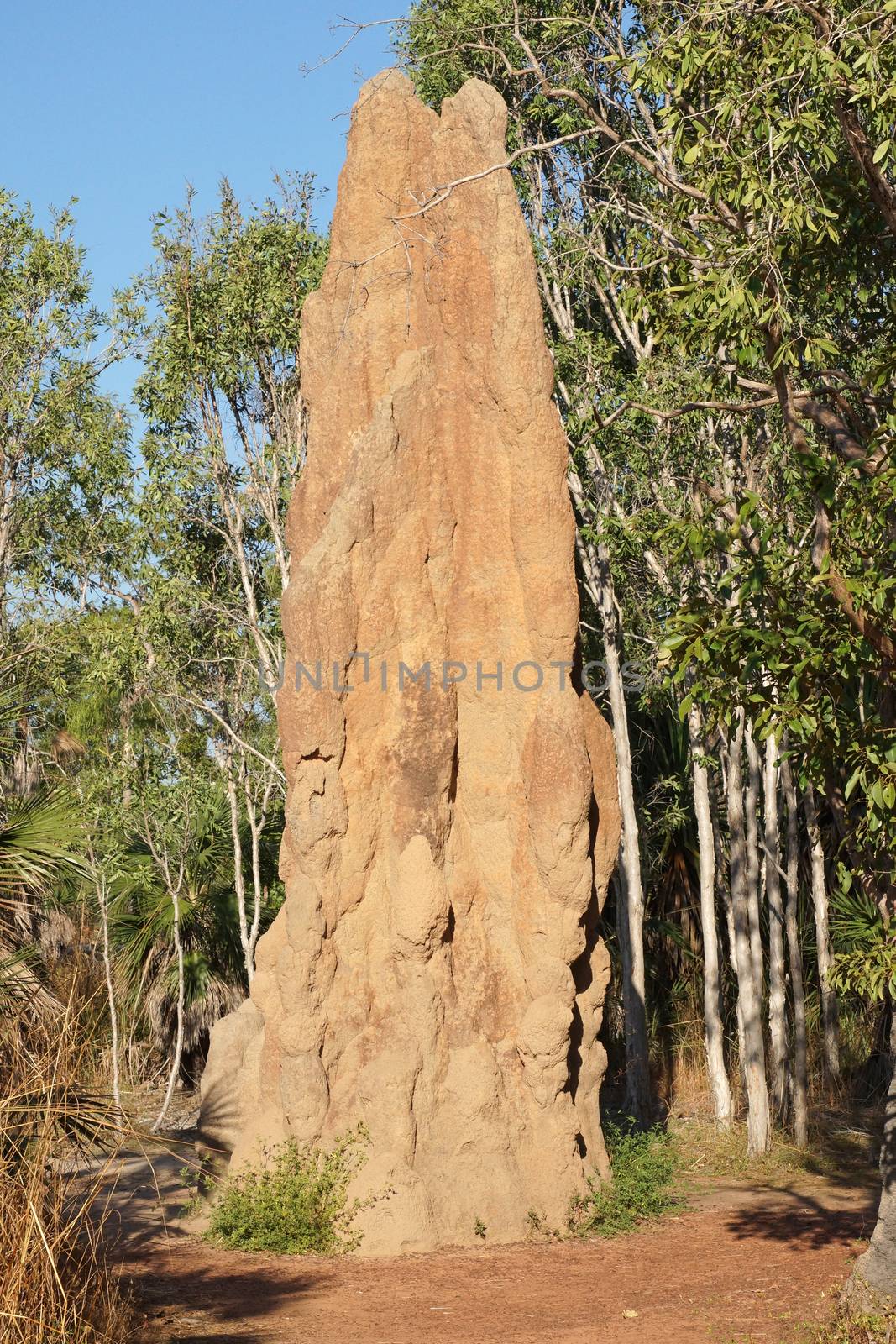 Termite mound, Litchfield National Park, Australia