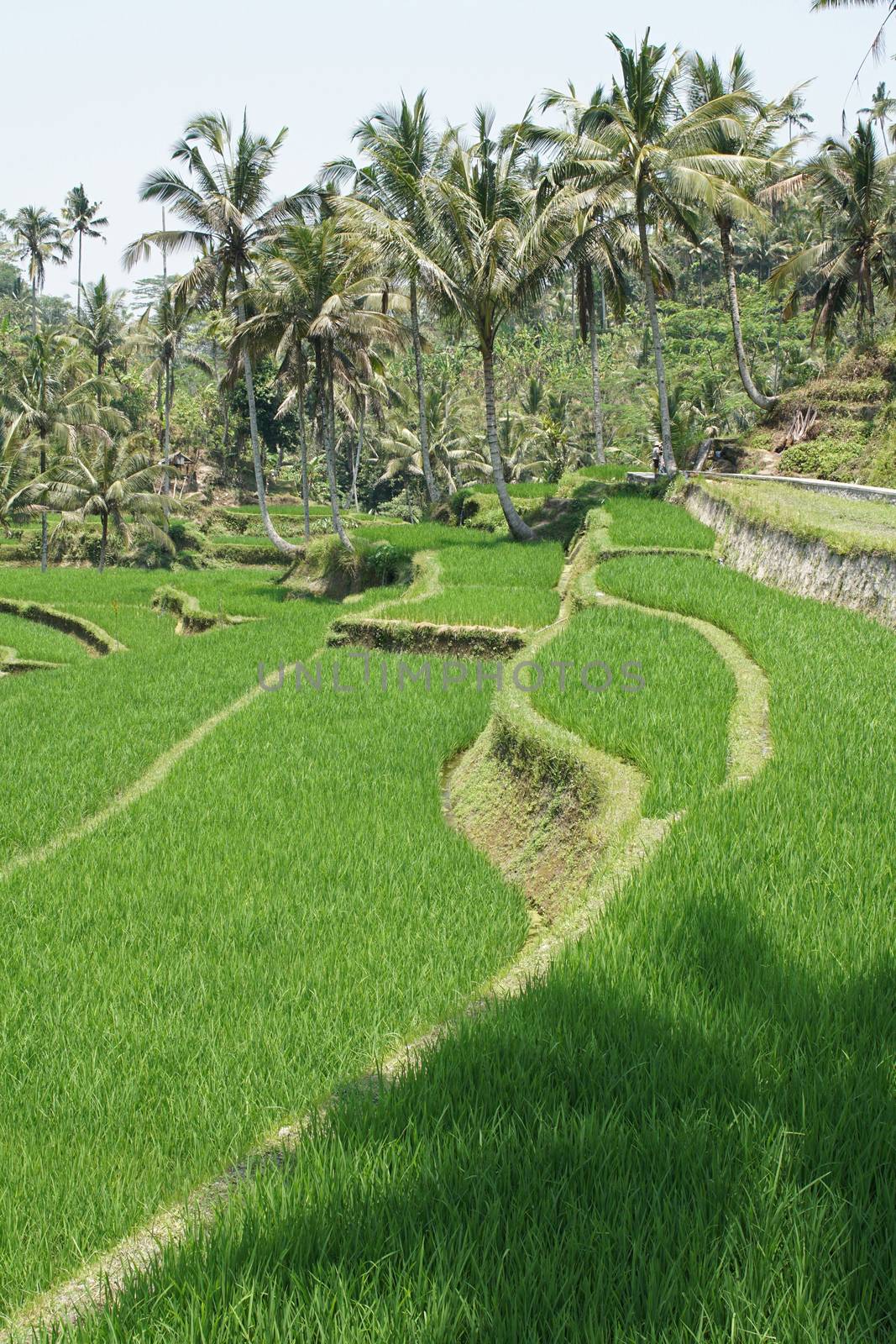 Rice field, Bali, Indonesia, Asia