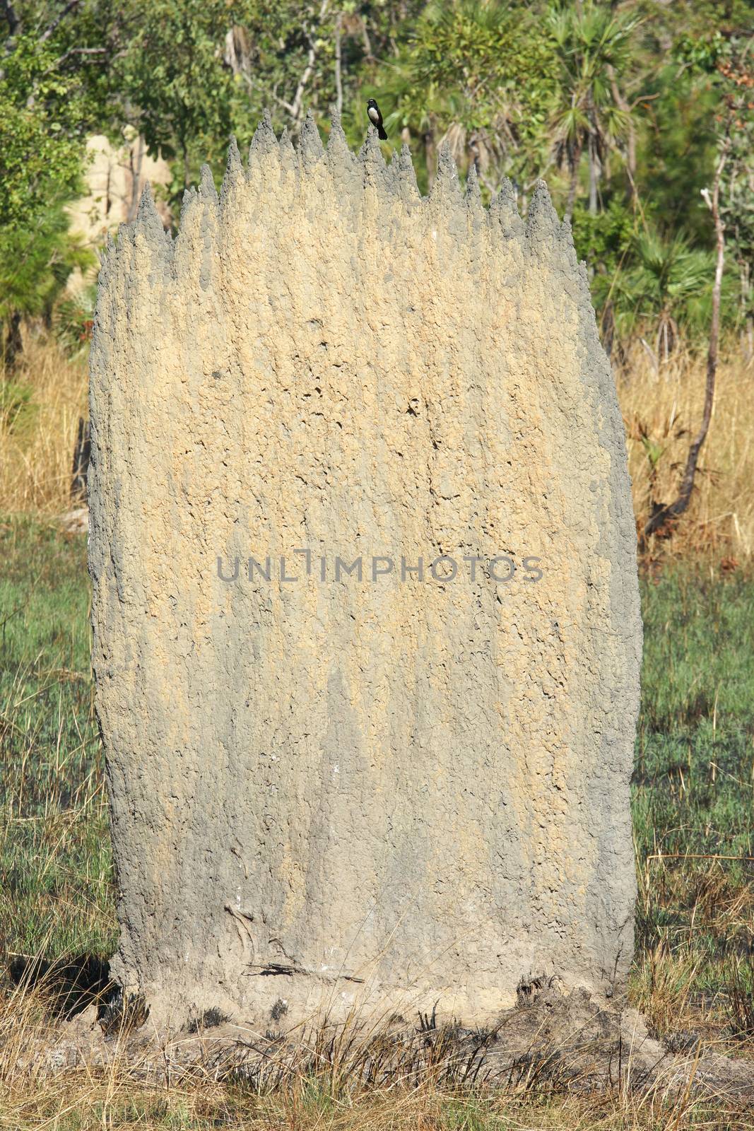 Magnetic termite mound, Litchfield National Park, Australia