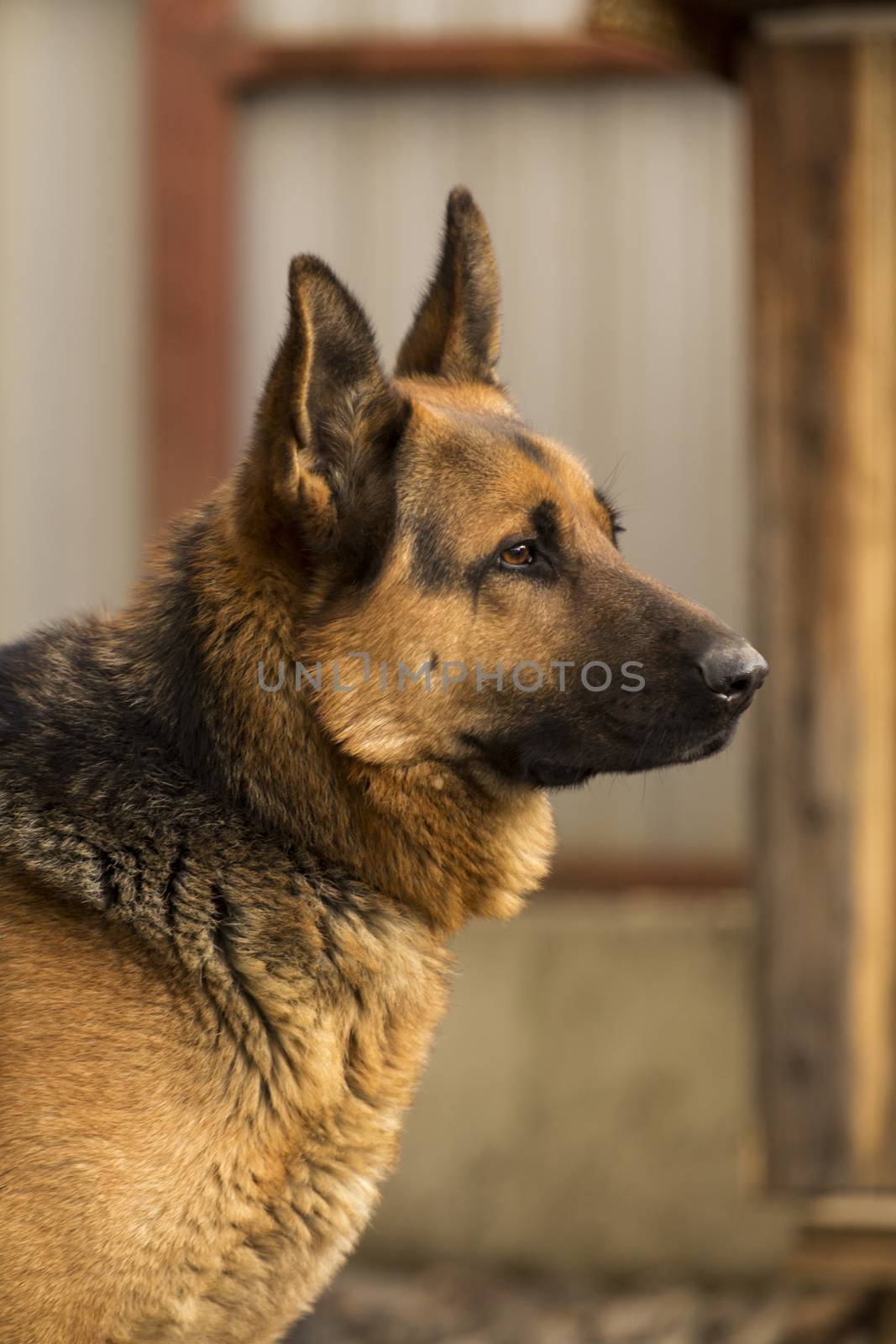 Portrait of a big utility dog German Shepherd outdoors