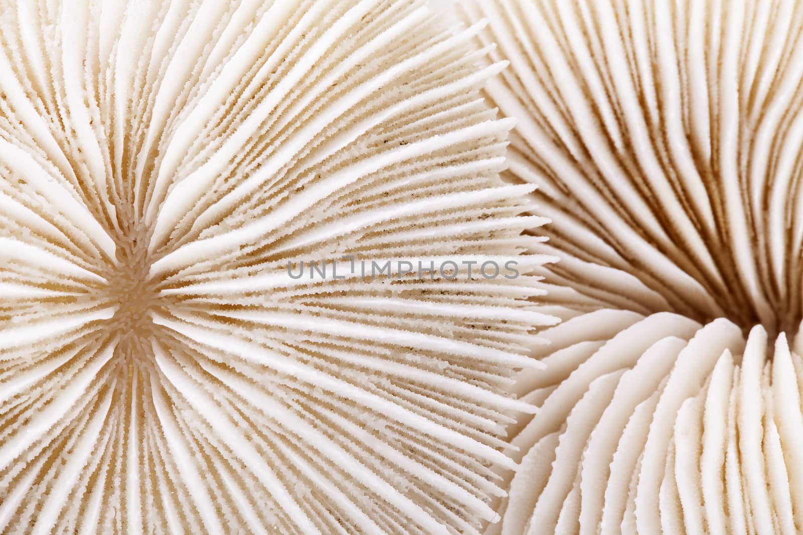 seashell of Fungia  on white background, close up.