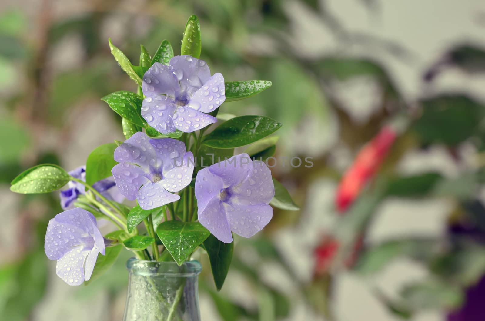 Young Hydrangea flower with dew drops