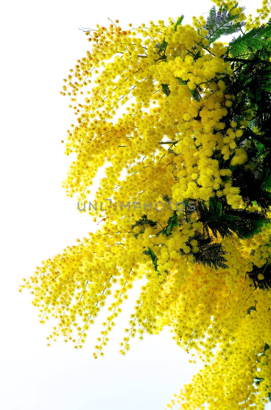 Beauty Yellow Lush Foliage Flowering Mimosa with Leafs isolated on White background