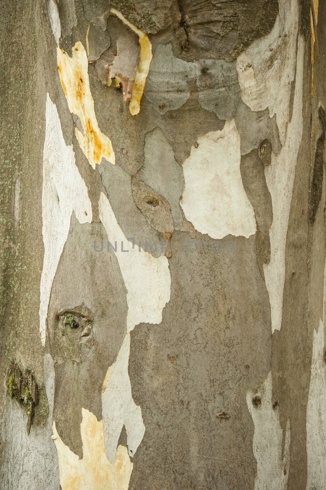 Bark detail of Plane tree trunk, Platanus native to the Northern Hemisphere
