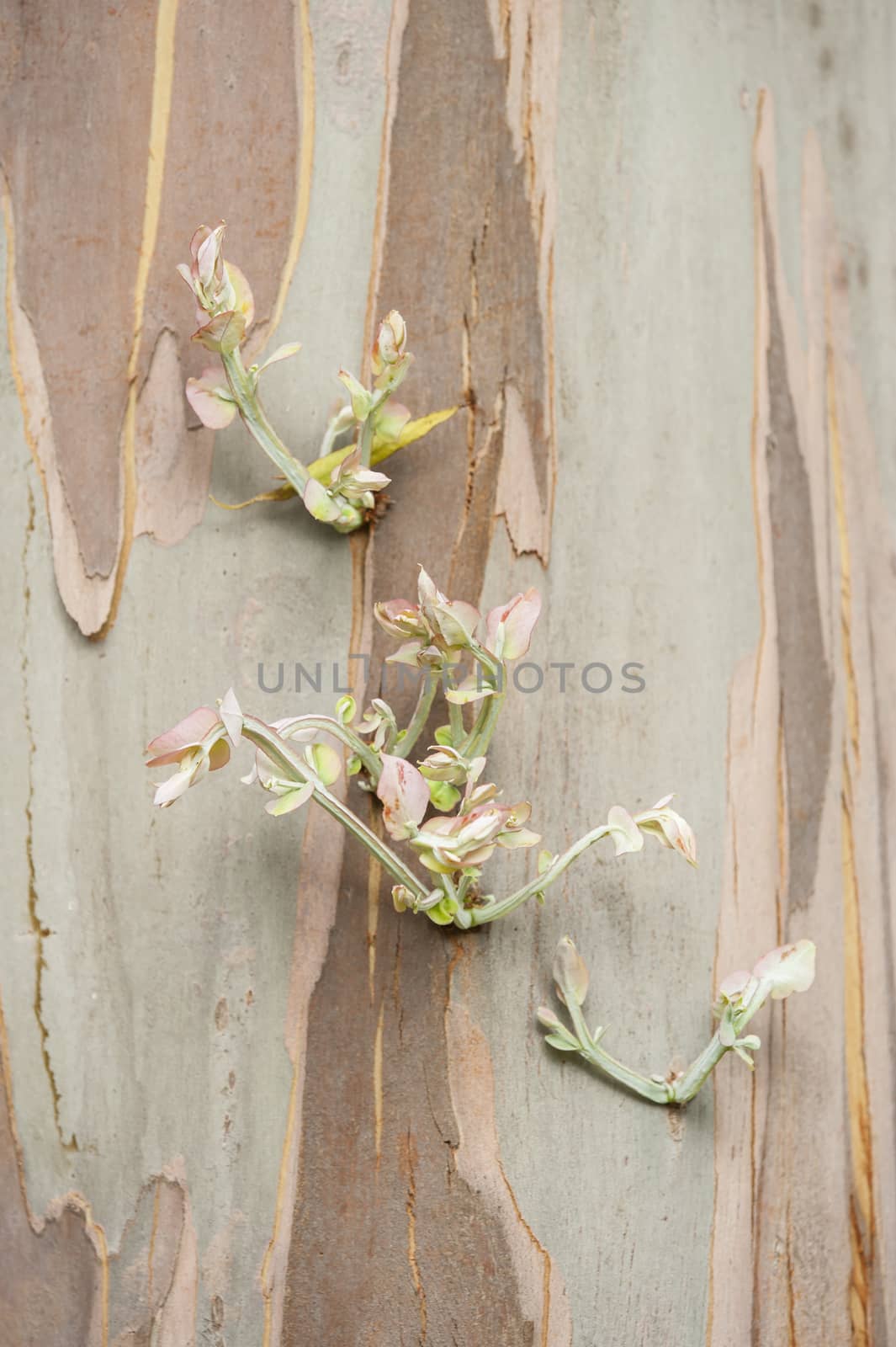 Bark detail of Plane tree trunk, Platanus native to the Northern Hemisphere