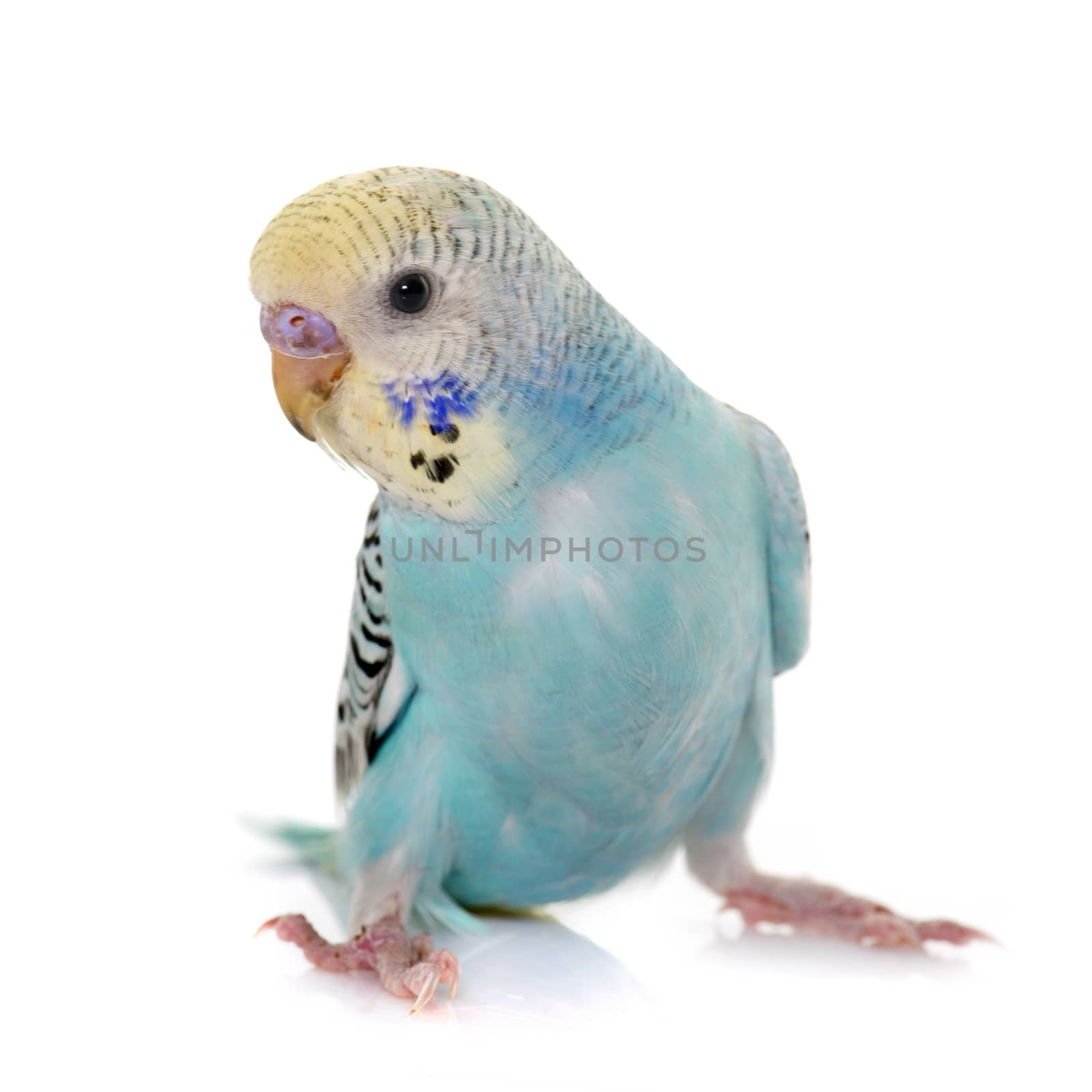 young budgerigar in front of white background