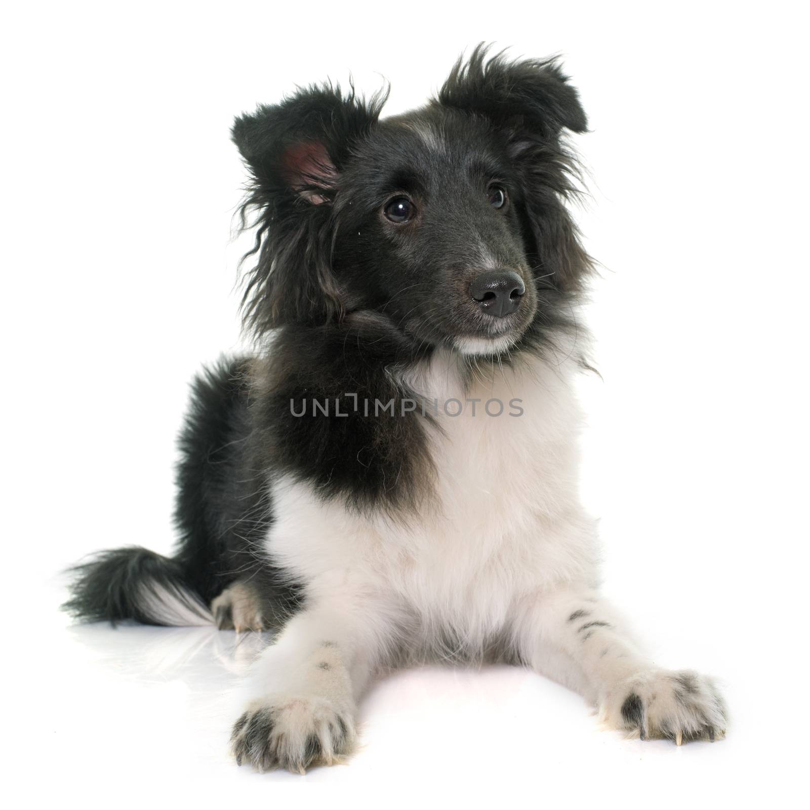 puppy shetland sheepdog in front of white background