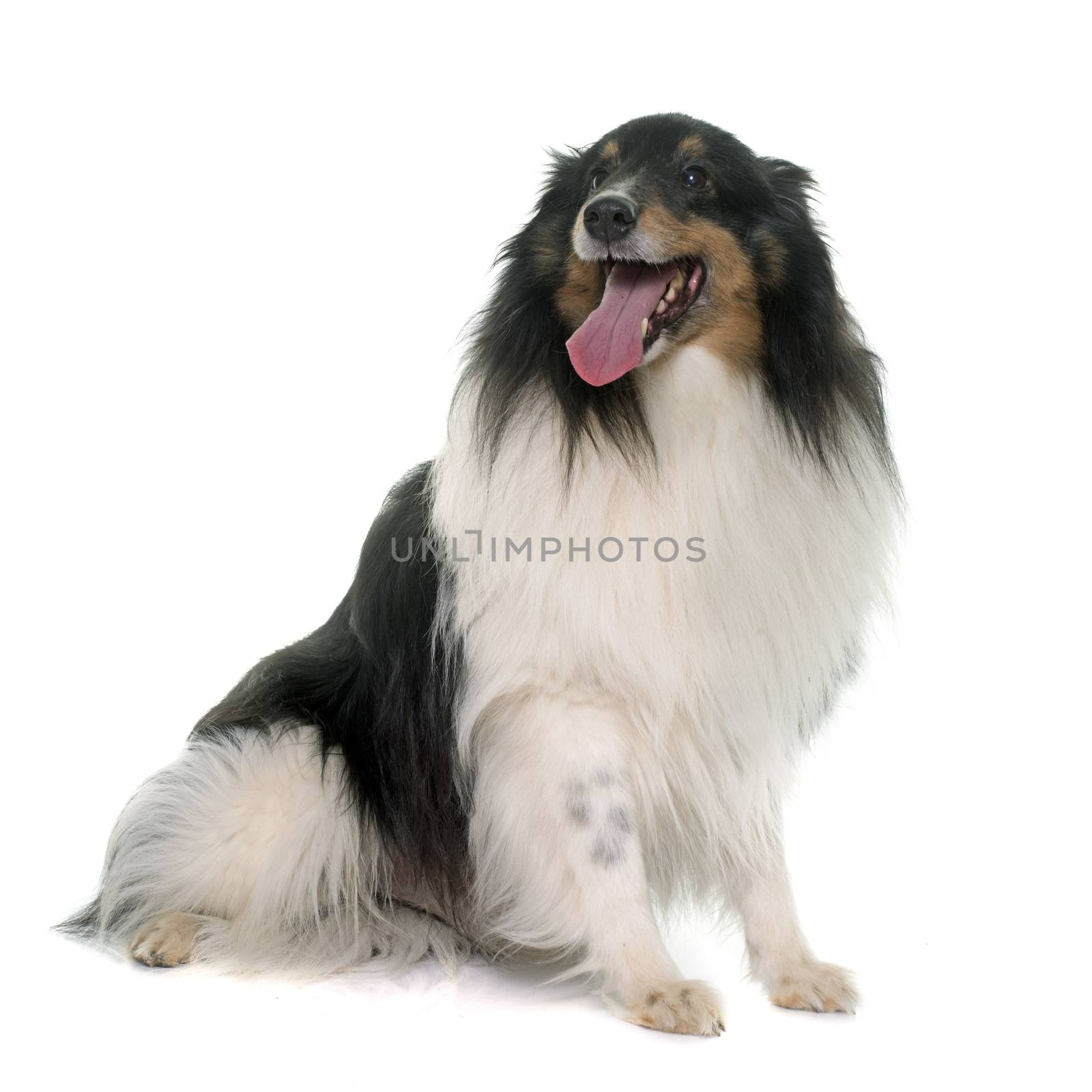 adult shetland sheepdog in front of white background