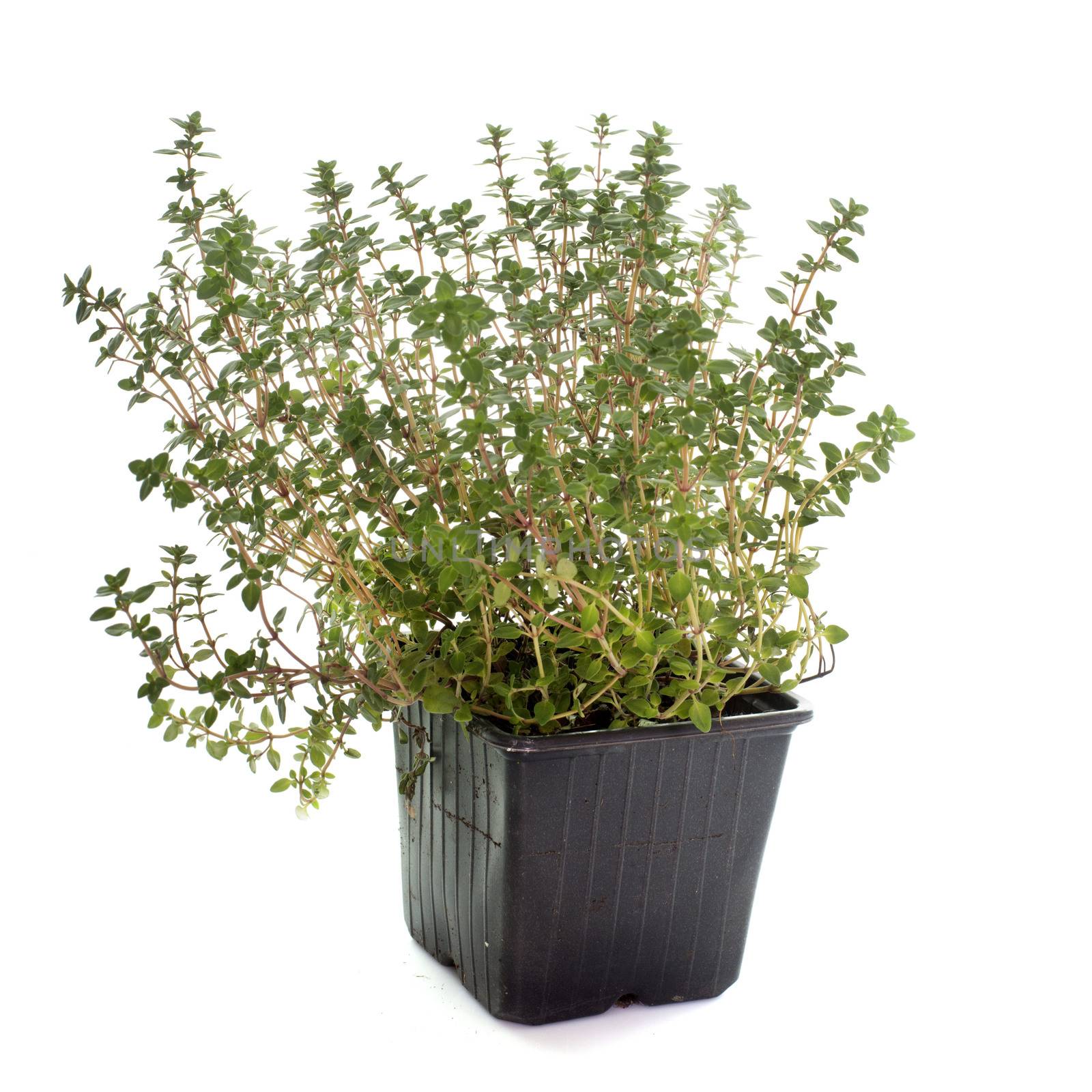 Lemon thyme in pot in front of white background