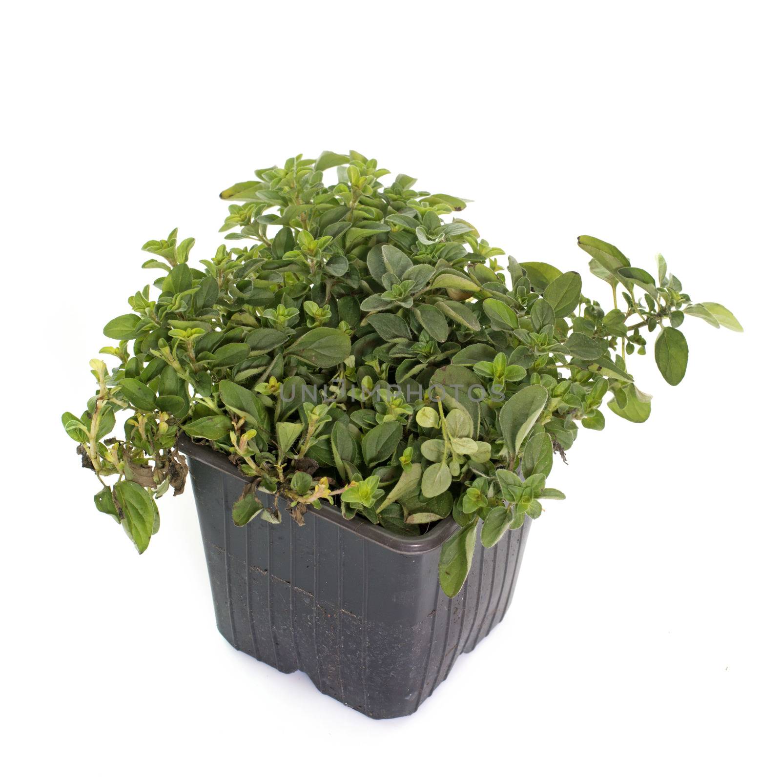oregano in pot in front of white background
