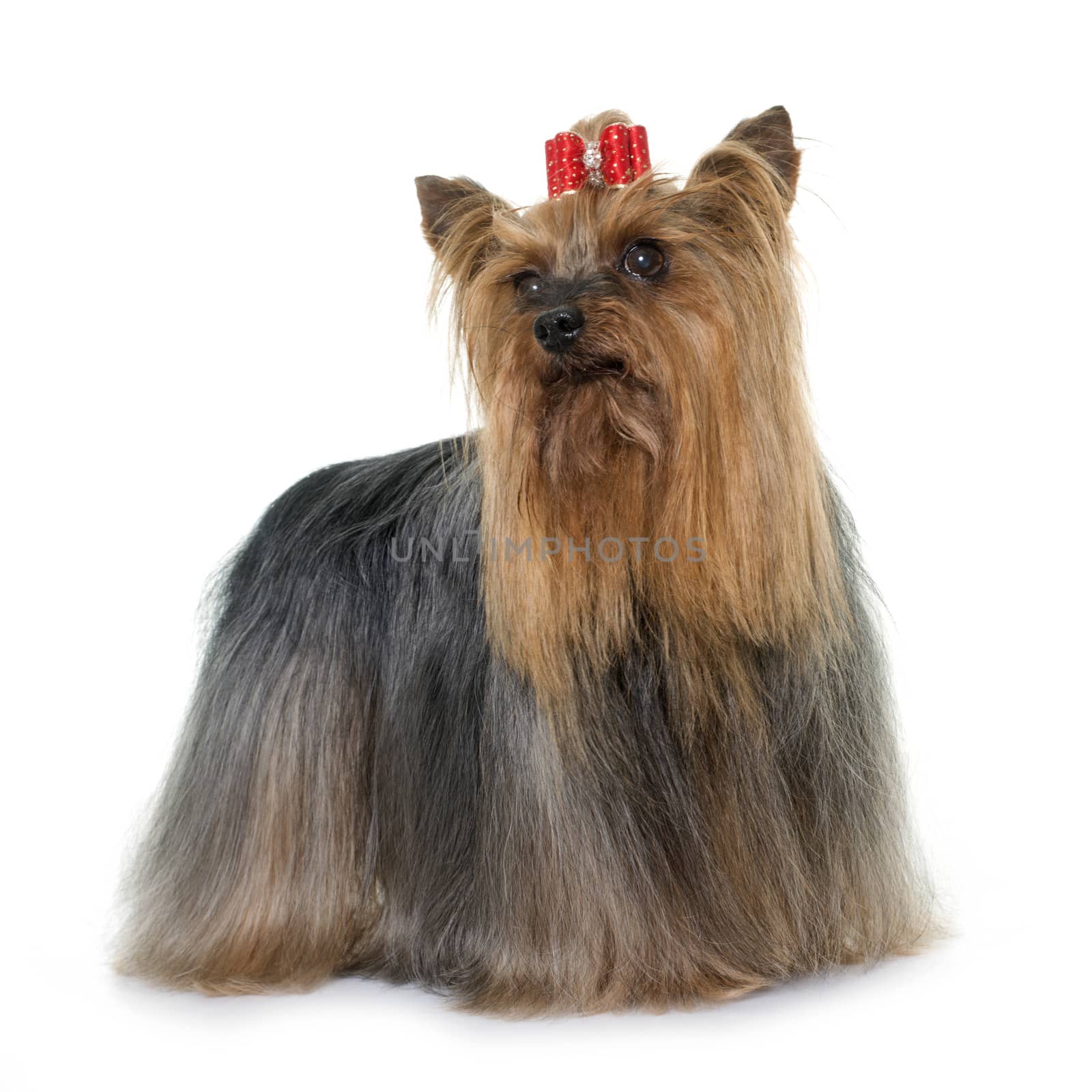 adult yorkshire terrier in front of white background