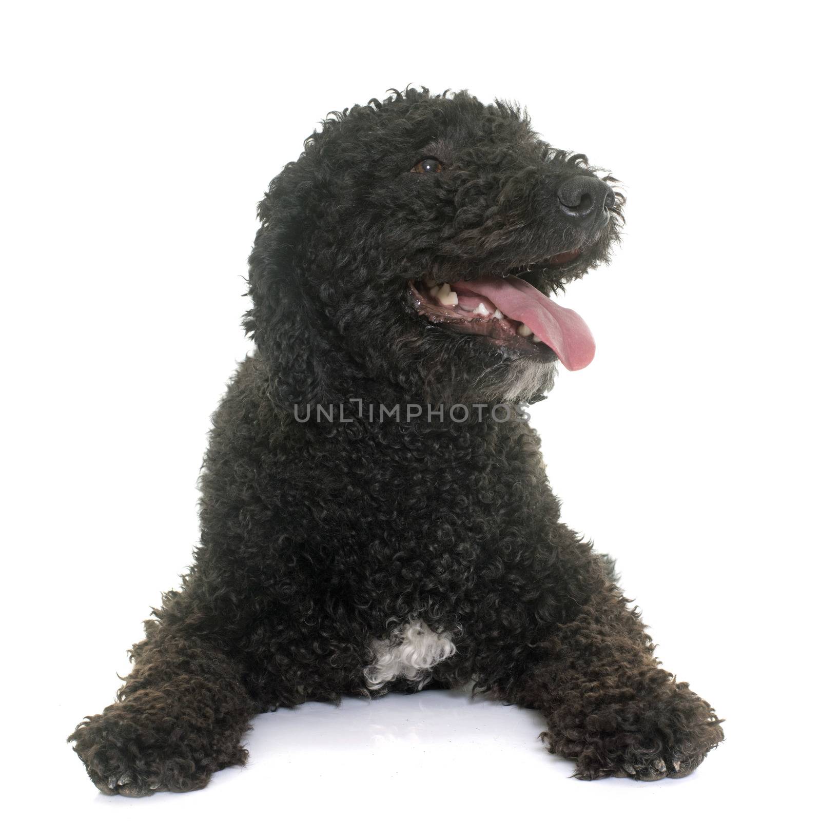 spanish water dog in front of white background