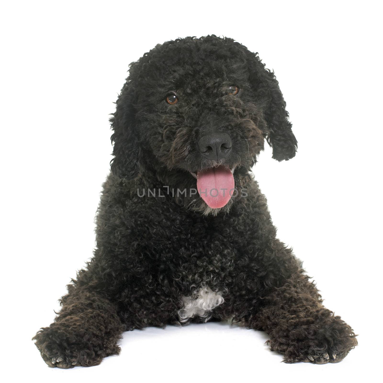 spanish water dog in front of white background