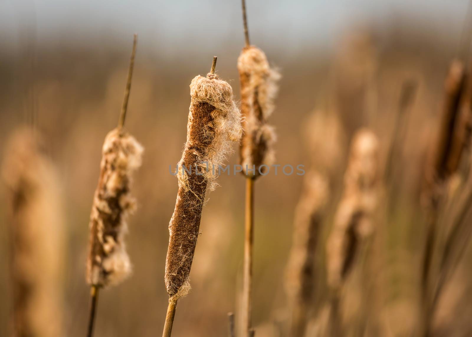 Cattails at a Marsh, Northern California, Color Image