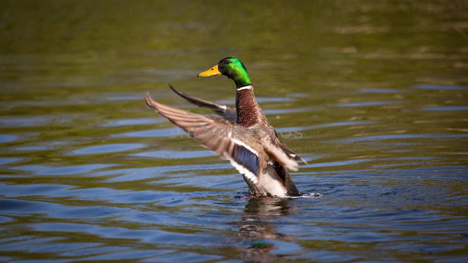 Wild Mallard Duck in a Pond, Color Image
