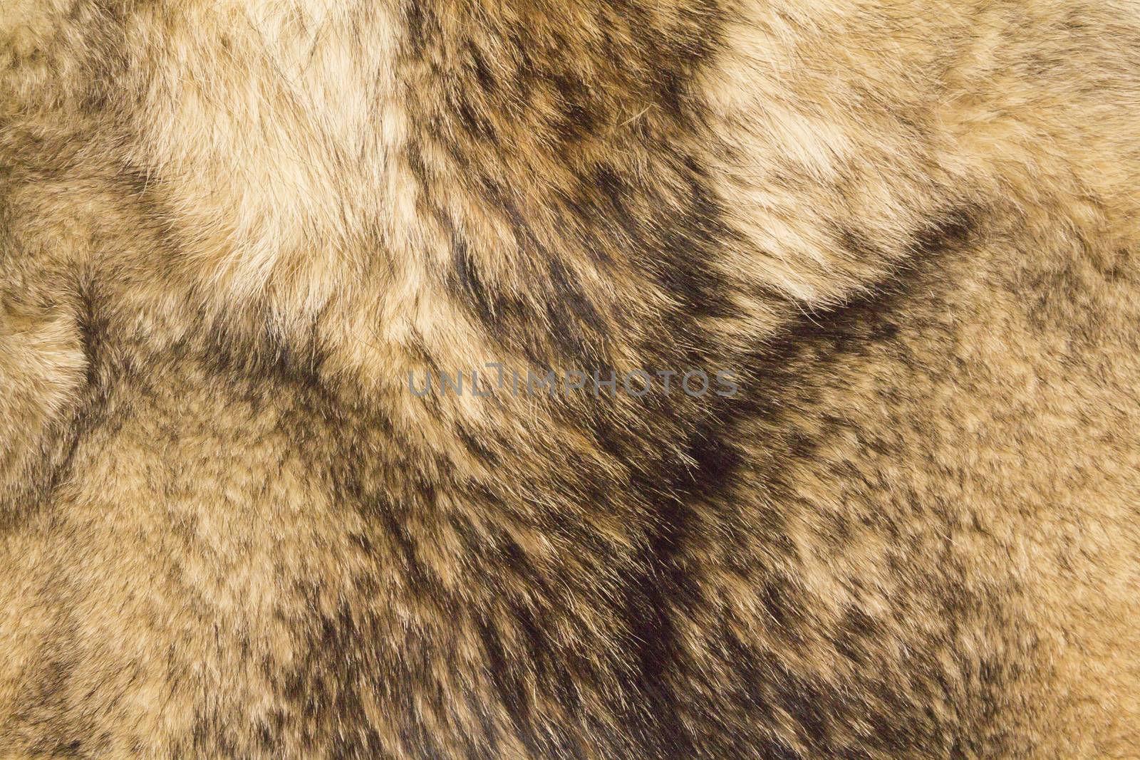 the background texture of the fur pelt of a wild Wolf