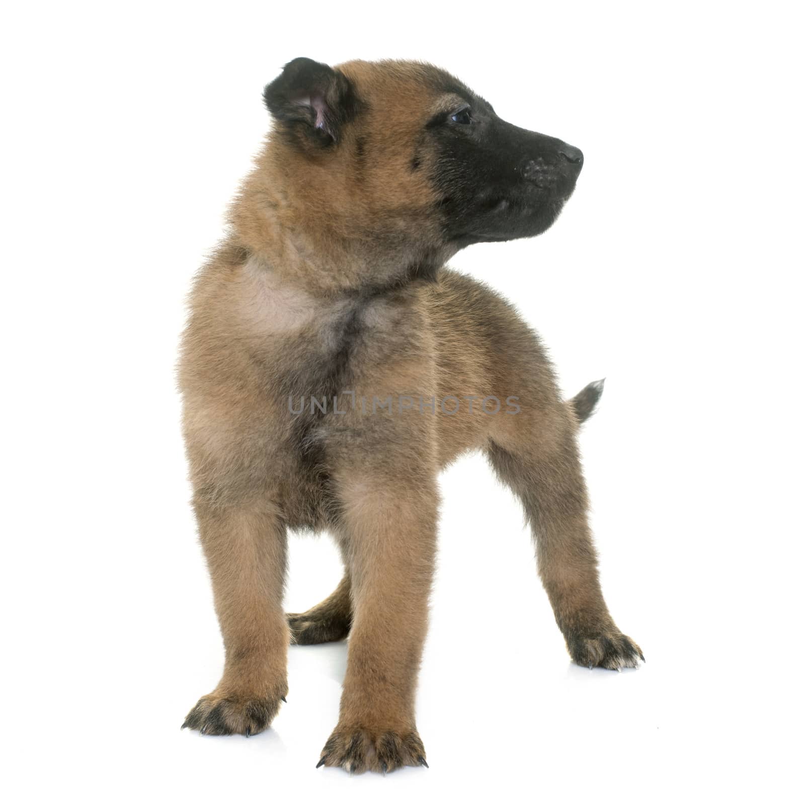 puppy belgian shepherd malinois in front of white background