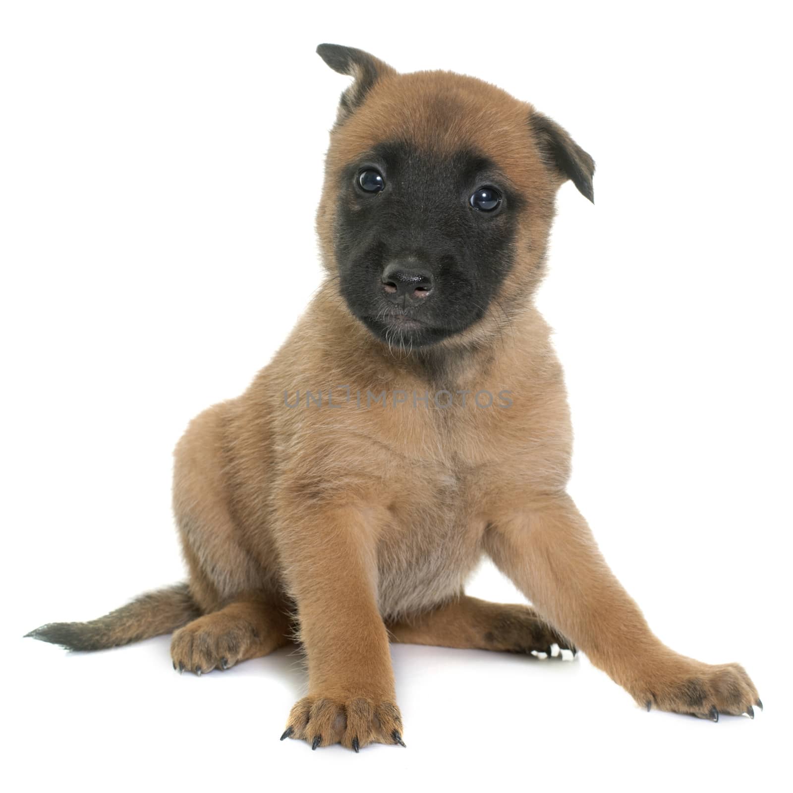 puppy belgian shepherd malinois in front of white background