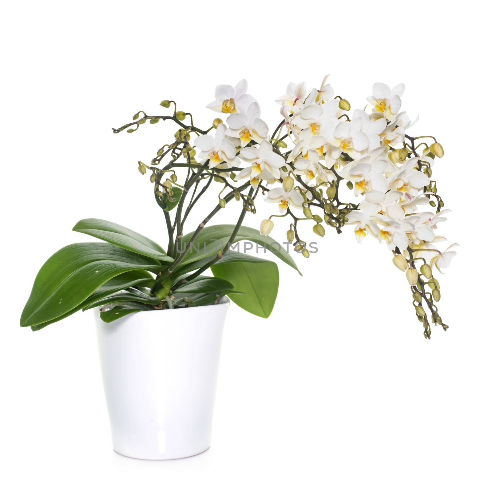 white orchids in pot in front of white background