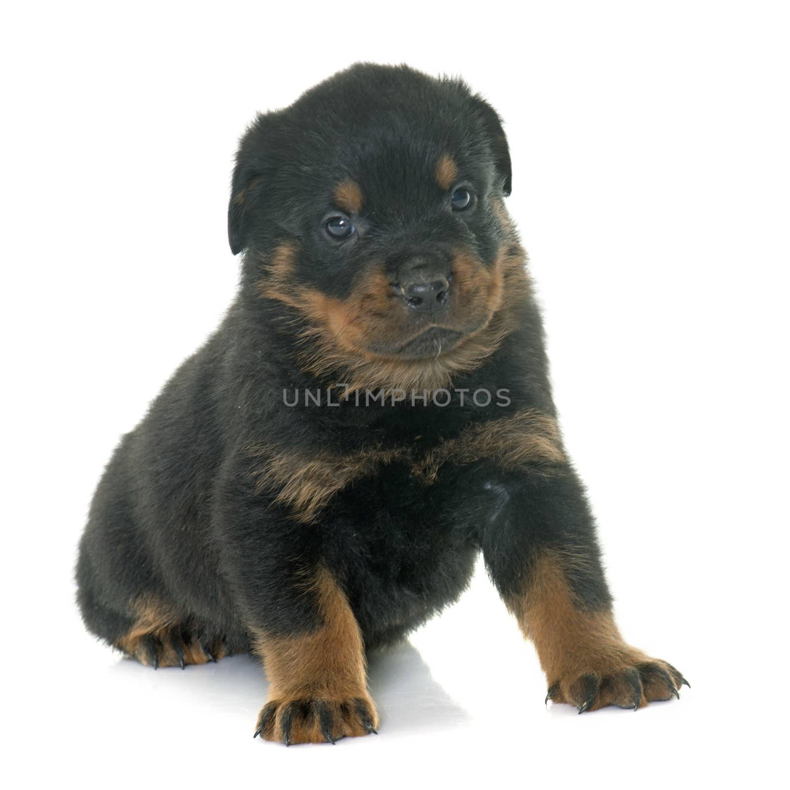young puppy rottweiler in front of white background