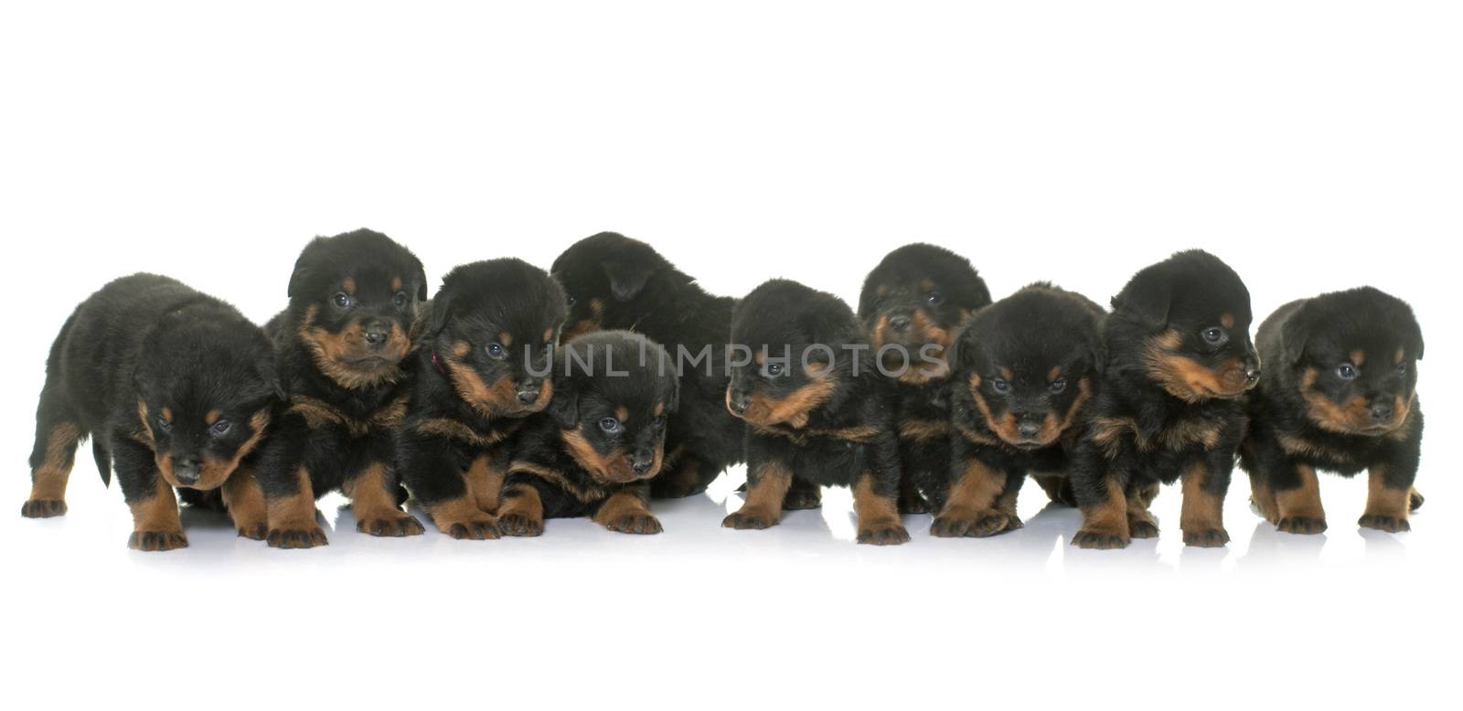 young puppies rottweiler by cynoclub