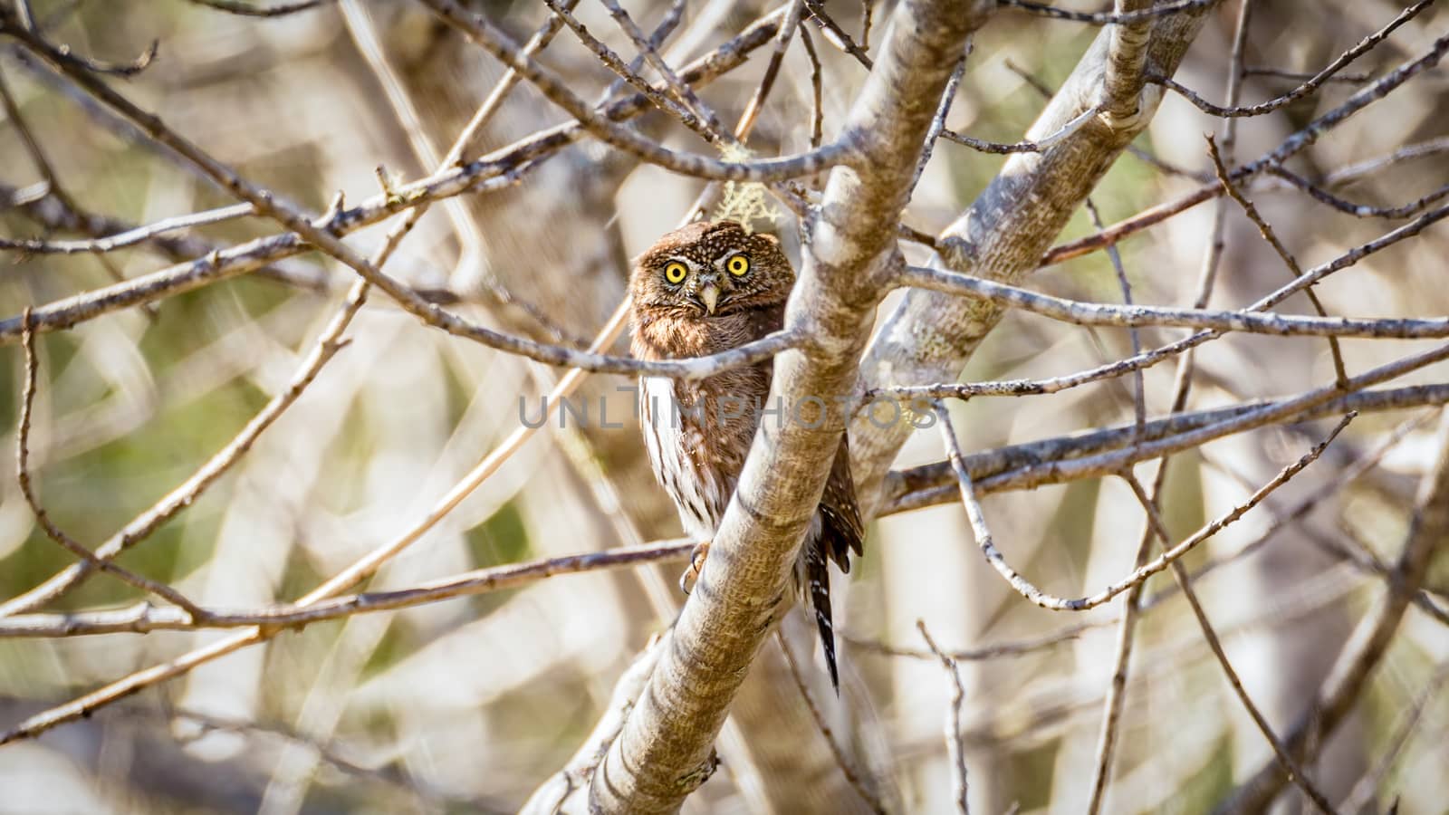 Wild Owl in Nature, Color Image, Northern California, USA